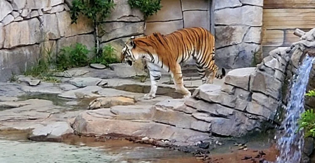 busch-gardens-tampa-bay-004