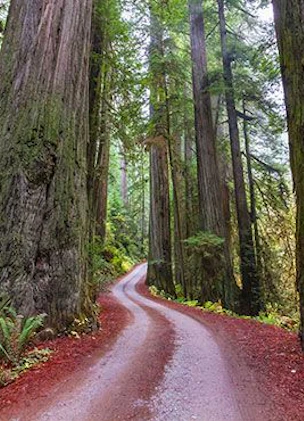 web-new-box-Redwoods-Stock.jpg