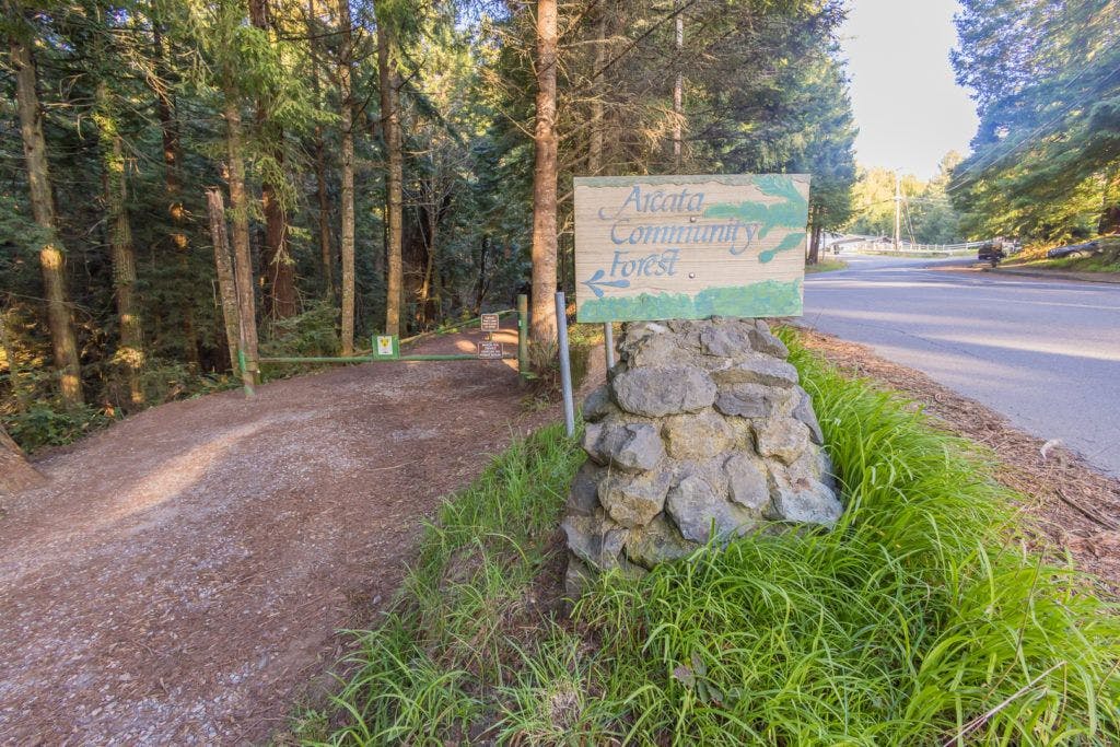 arcata-community-forest-003