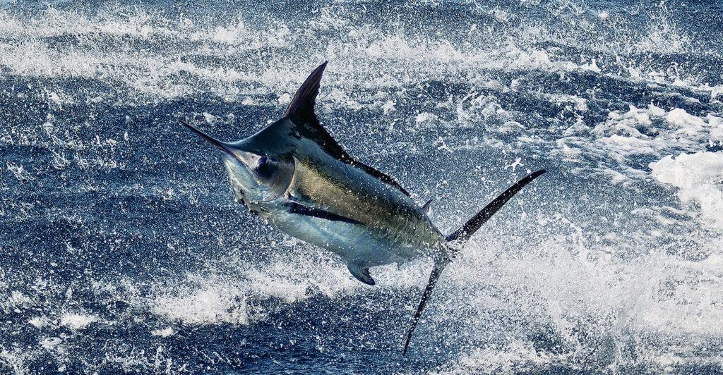 Signature Triple Crown