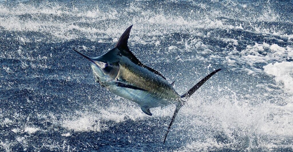 signature-triple-crown-001