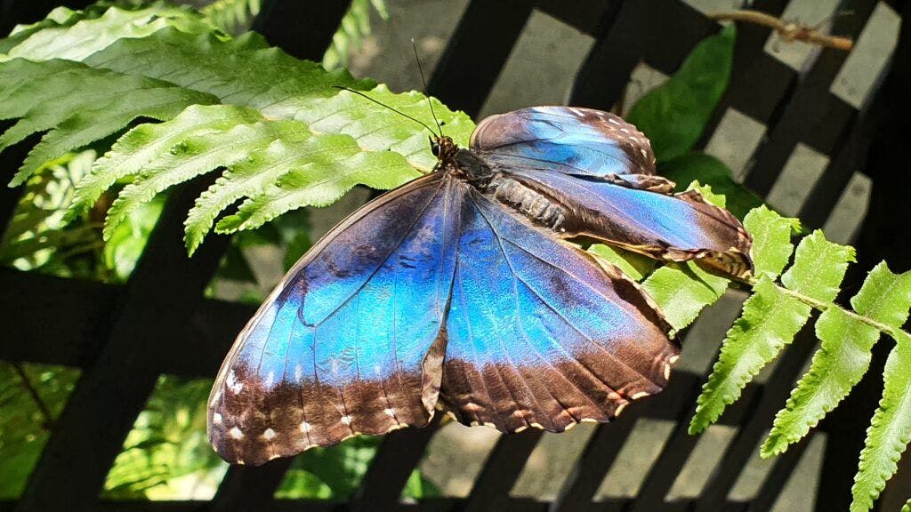 Butterfly Farm