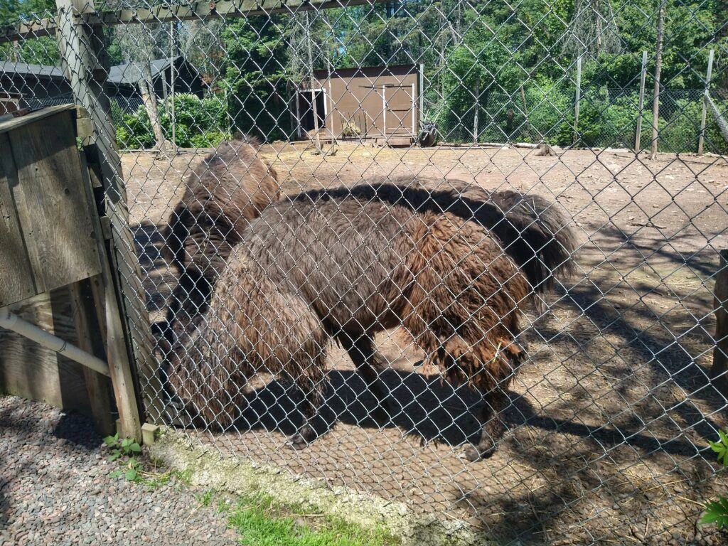 tom-s-logging-camp-003