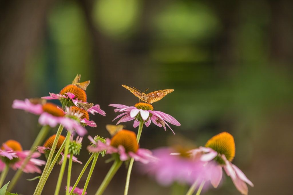 national-d-day-memorial-050