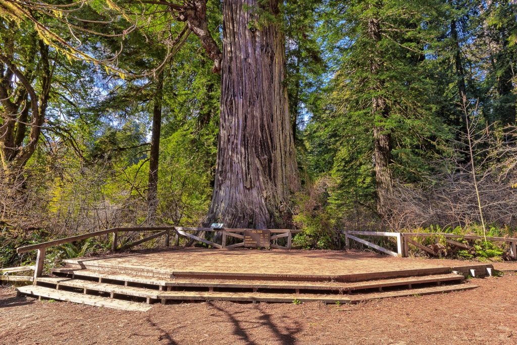 big-tree-wayside-003