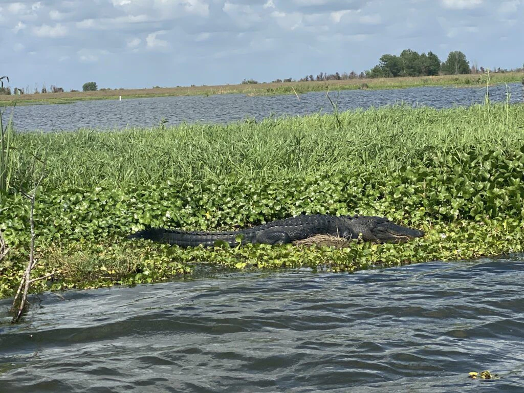 marsh-beast-airboat-tours-002