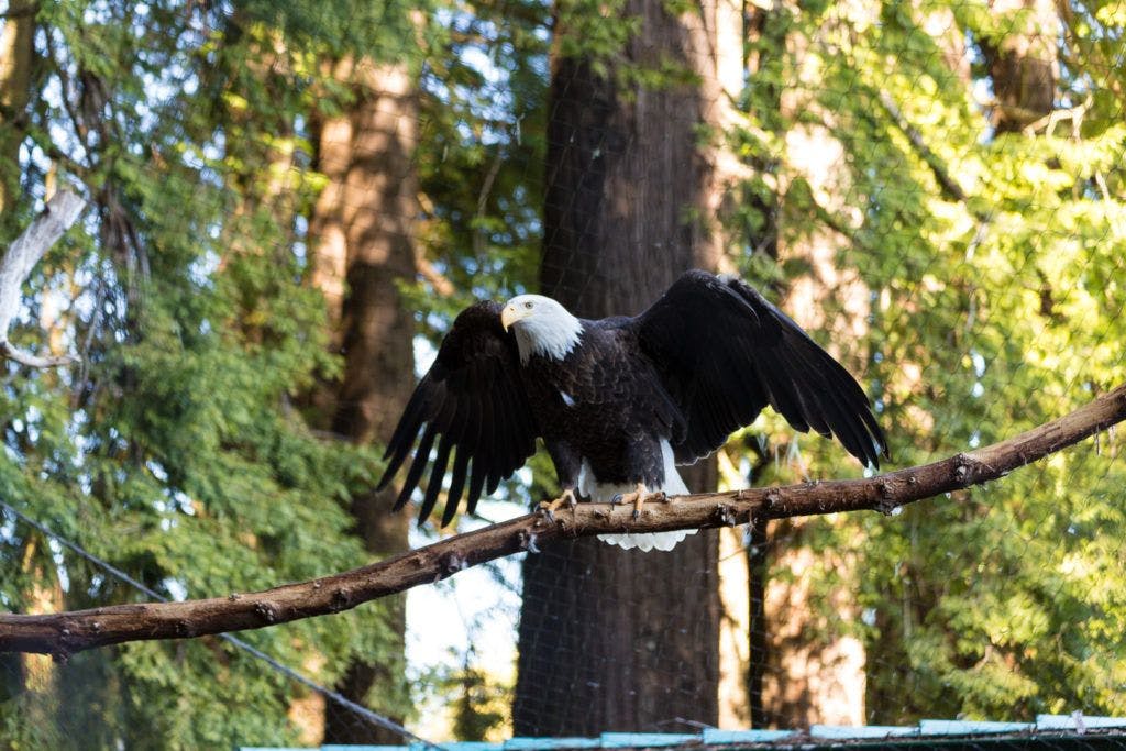sequoia-park-zoo-and-redwood-sky-walk-003