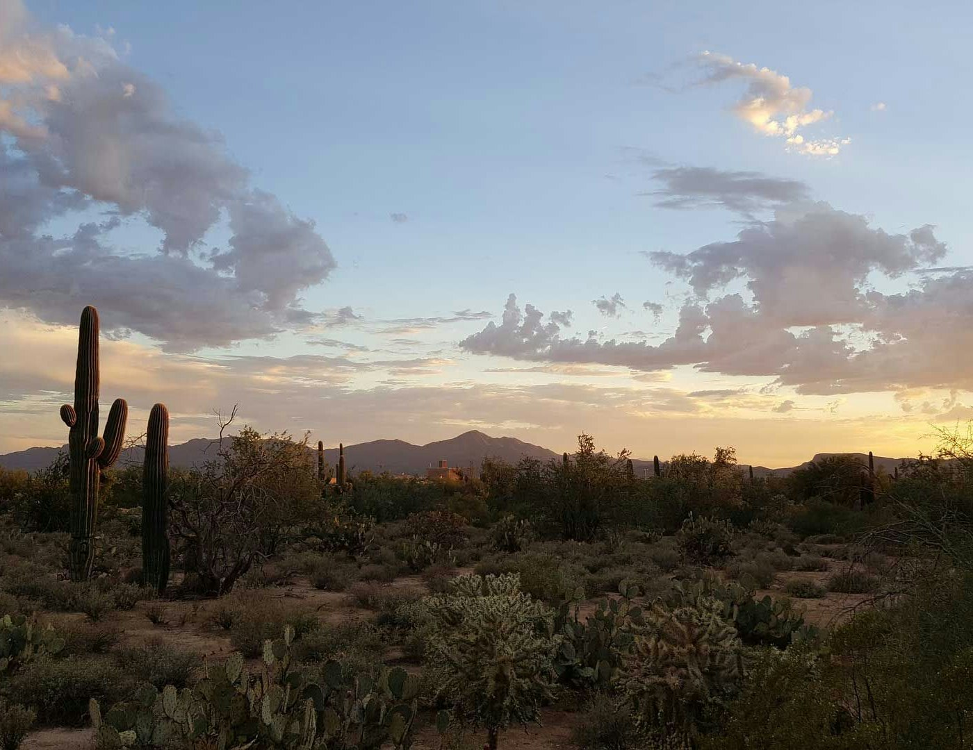 Your Guide to Visiting Tucson, Arizona