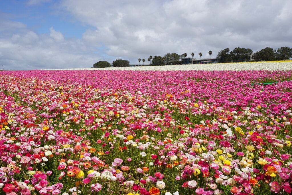 the-flower-fields-001