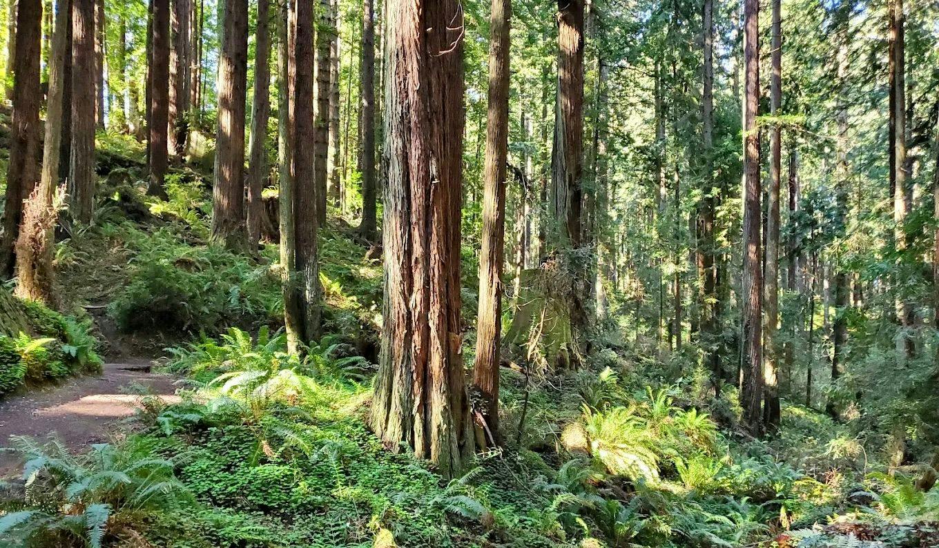 Arcata Community Forest 4.jpeg