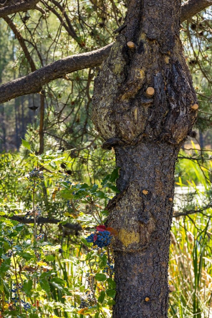 sunriver-nature-center-and-oregon-observatory-031