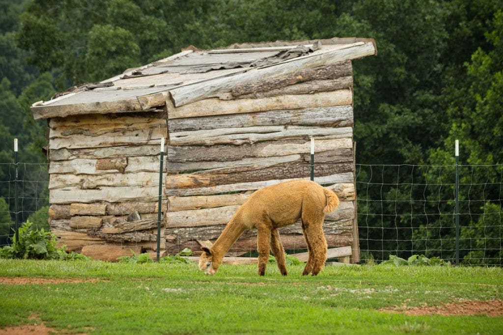 smith-mountain-lake-farm-alpacas-006