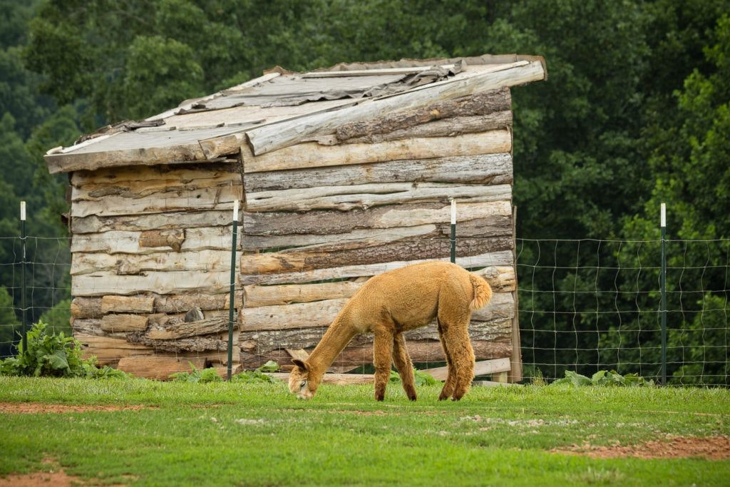 smith-mountain-lake-farm-alpacas-006