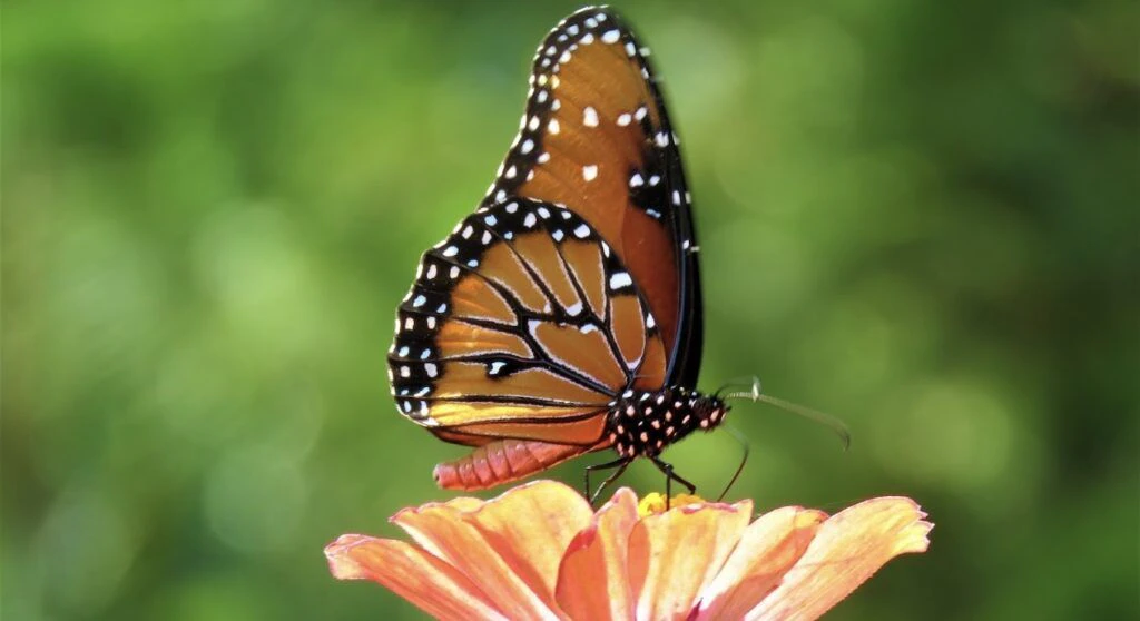 vallarta-botanical-garden-004