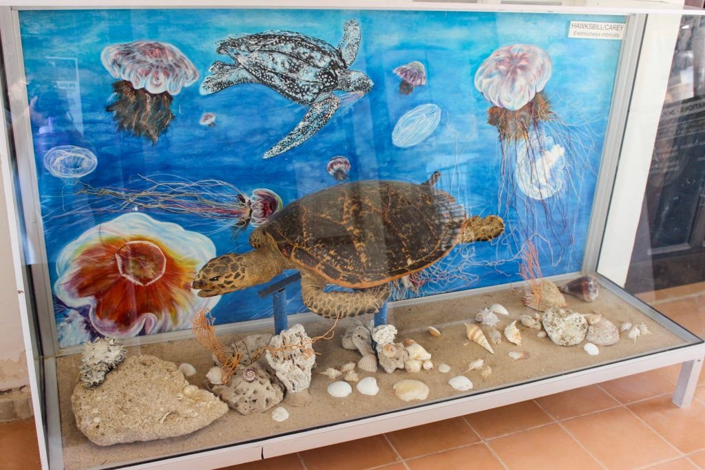 cedo-intercultural-center-for-the-study-of-deserts-and-oceans-006