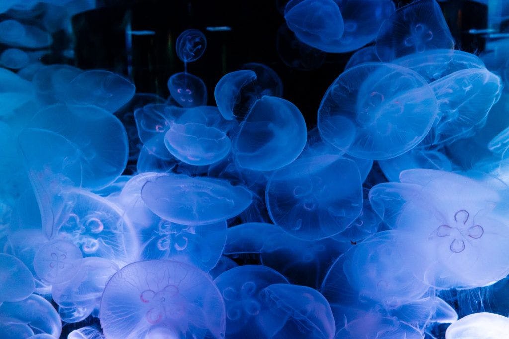 moody-gardens-pyramids-022