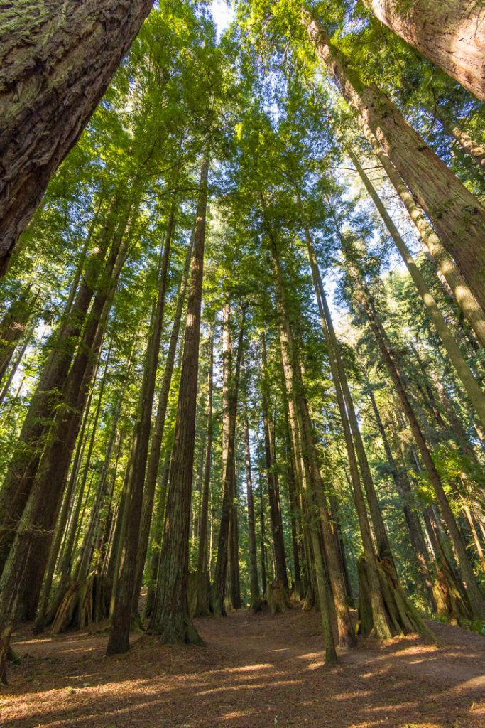 sequoia-park-garden-015