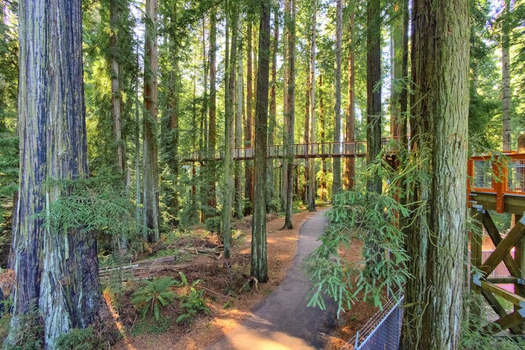 sequoia-park-zoo-and-redwood-sky-walk-008