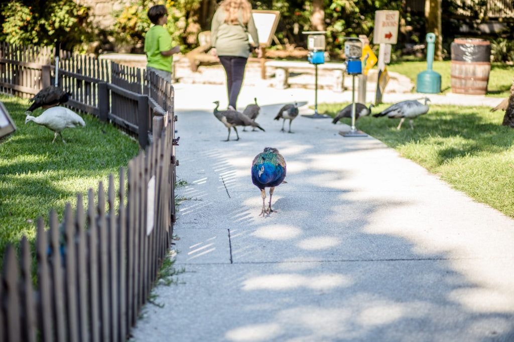 fountain-of-youth-archaeological-park-017