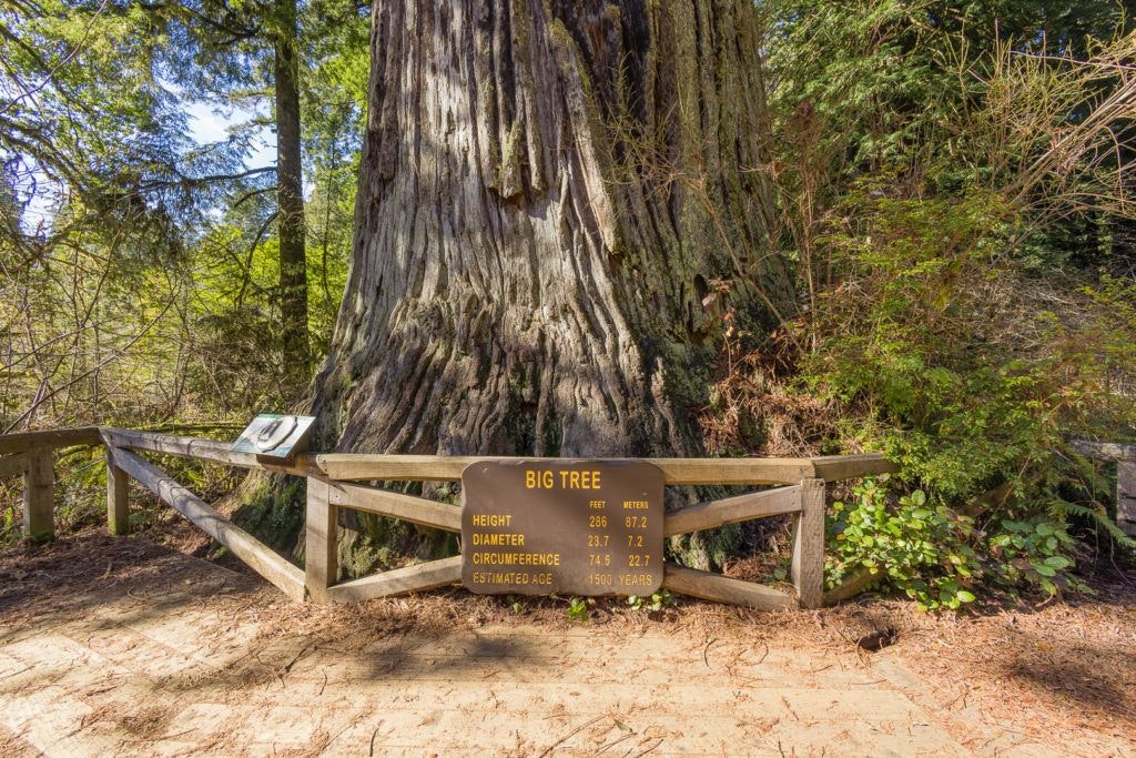 big-tree-wayside-007
