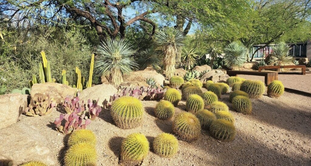 desert-botanical-garden-003
