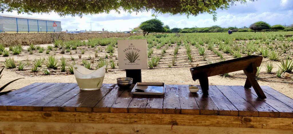 aruba-aloe-factory-museum-and-store-001