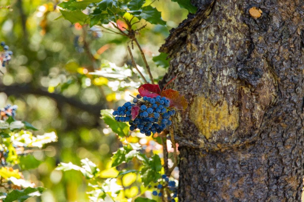 sunriver-nature-center-and-oregon-observatory-030