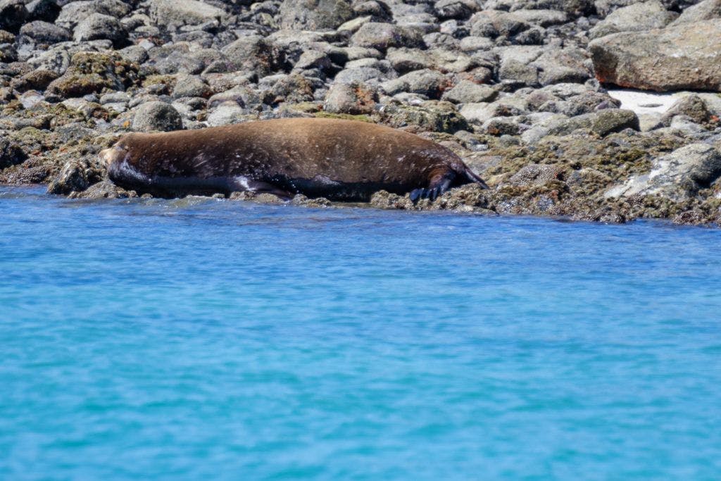 bird-island-isla-san-jorge-012