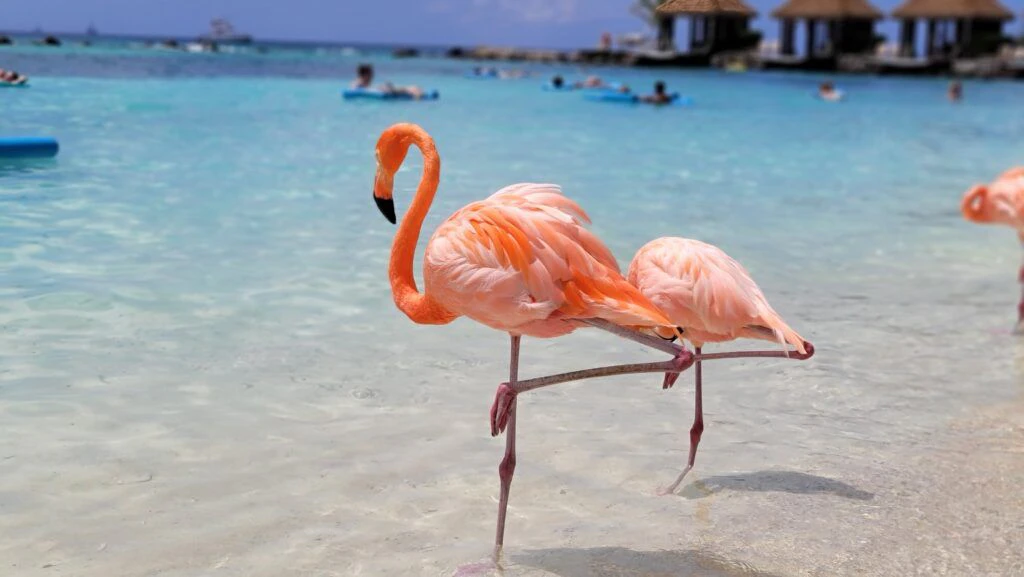 renaissance-island-001