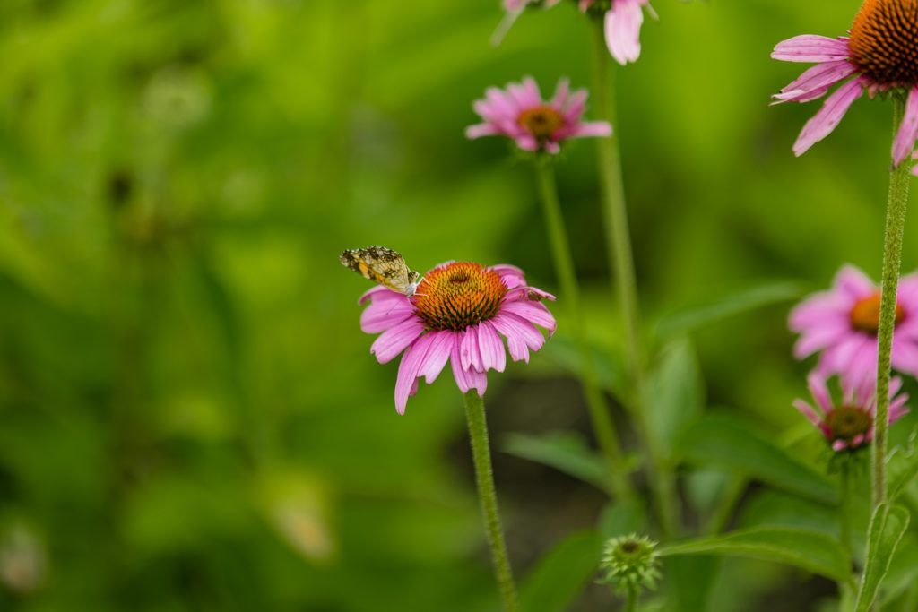 national-d-day-memorial-043