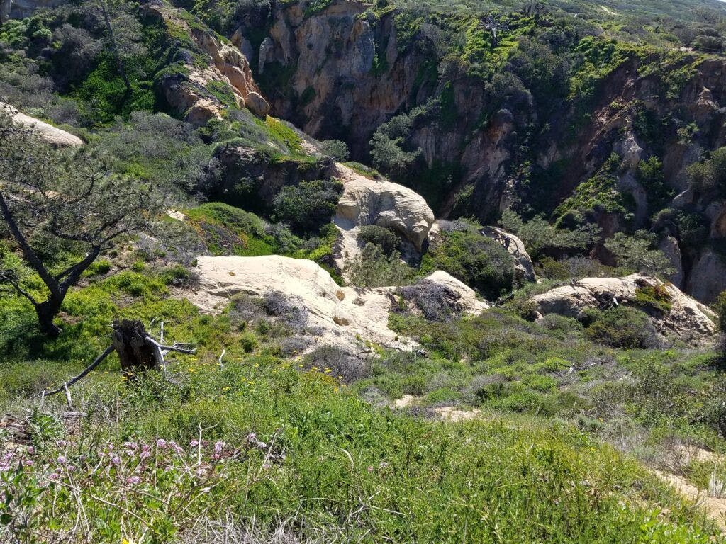 torrey-pines-state-natural-reserve-001