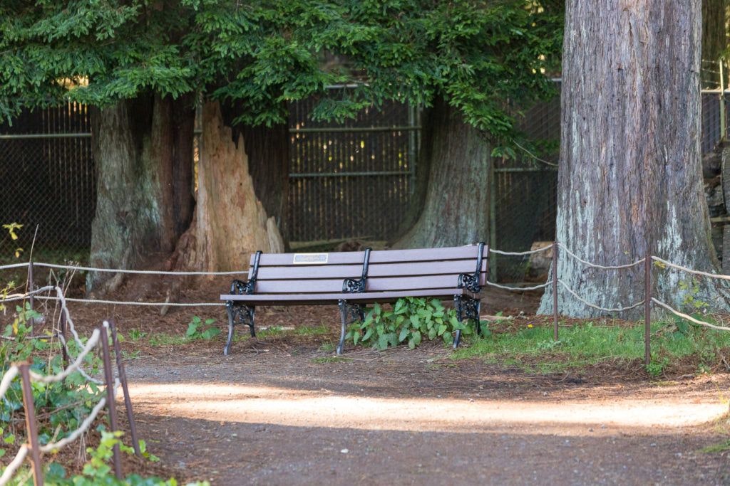 sequoia-park-zoo-and-redwood-sky-walk-022