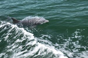 dolphin-cruise-aboard-dolphin-tales-001