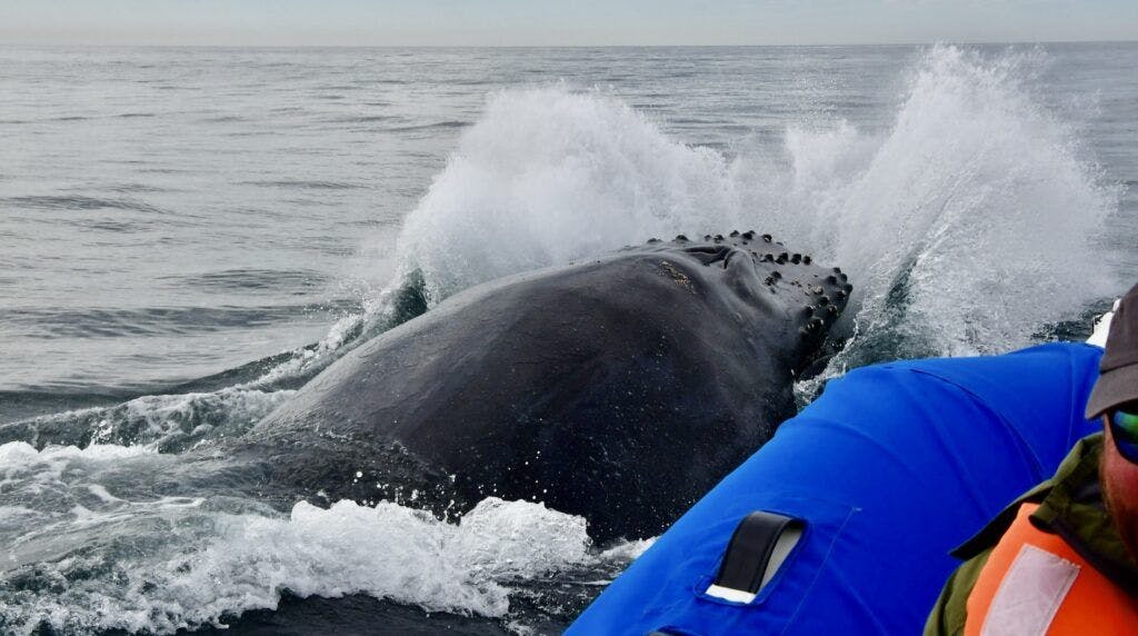 whale-watch-cabo-003