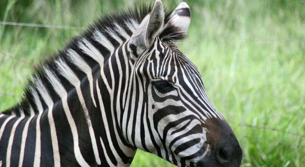 three-ring-ranch-exotic-animal-sanctuary-001