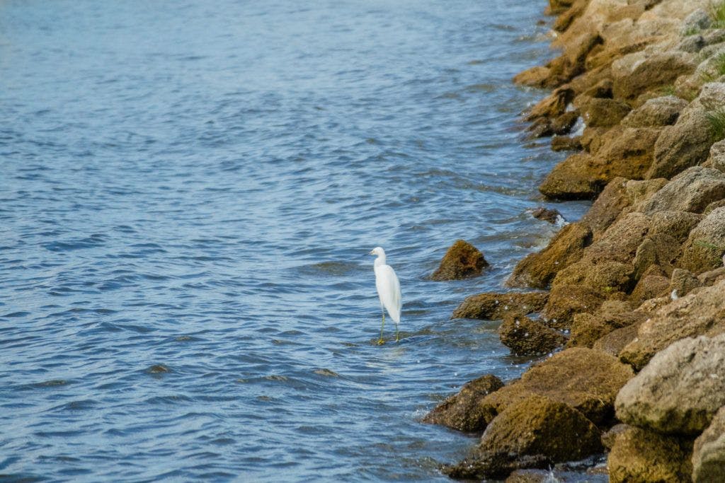 bing-s-landing-county-park-007