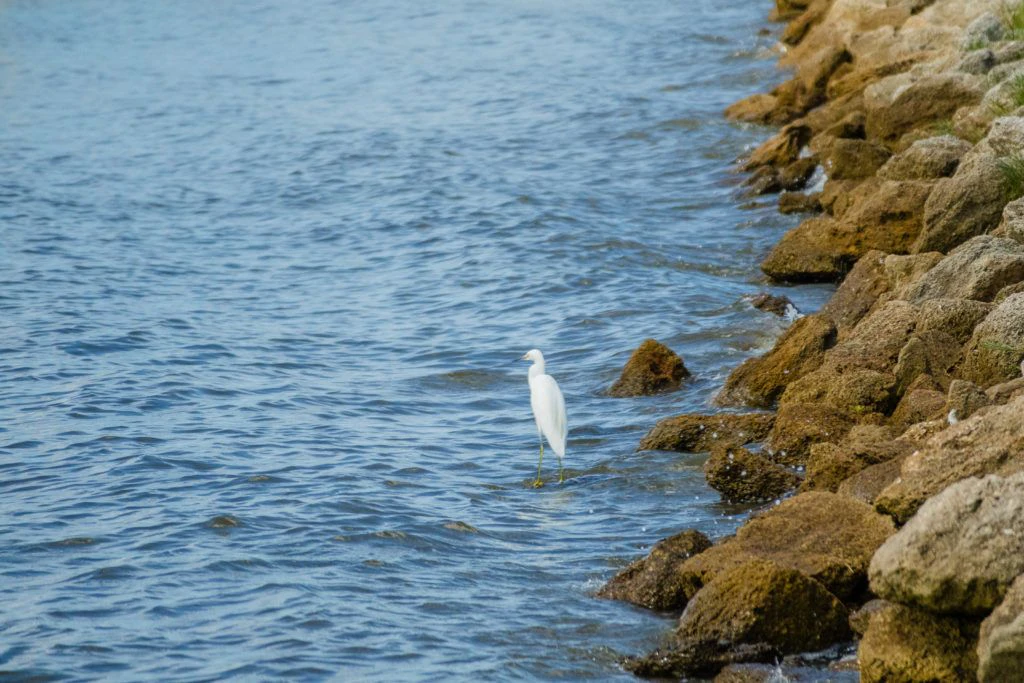 bing-s-landing-county-park-007