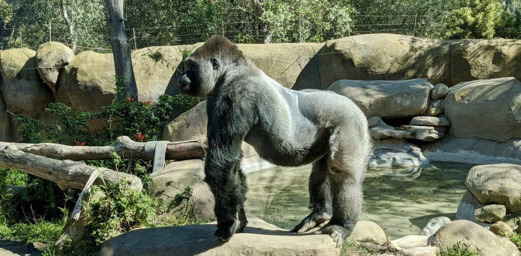 santa-barbara-zoo-003