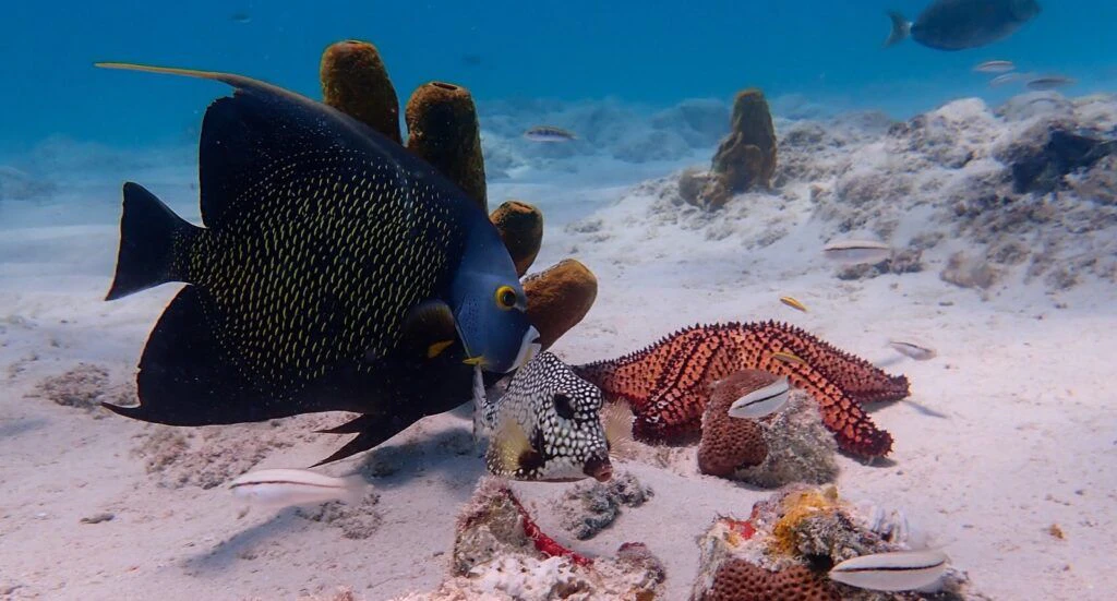 isabella-catamaran-002