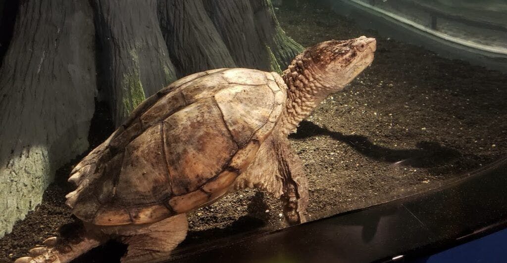 north-carolina-aquarium-at-pine-knoll-shores-004