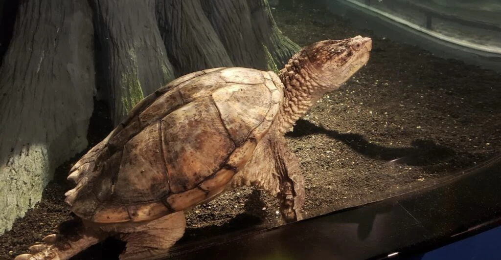 north-carolina-aquarium-at-pine-knoll-shores-004