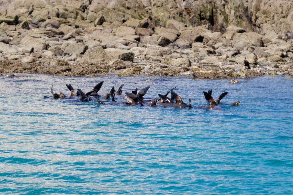 bird-island-isla-san-jorge-011