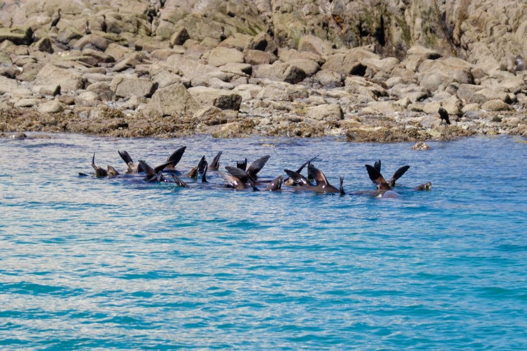 bird-island-isla-san-jorge-011