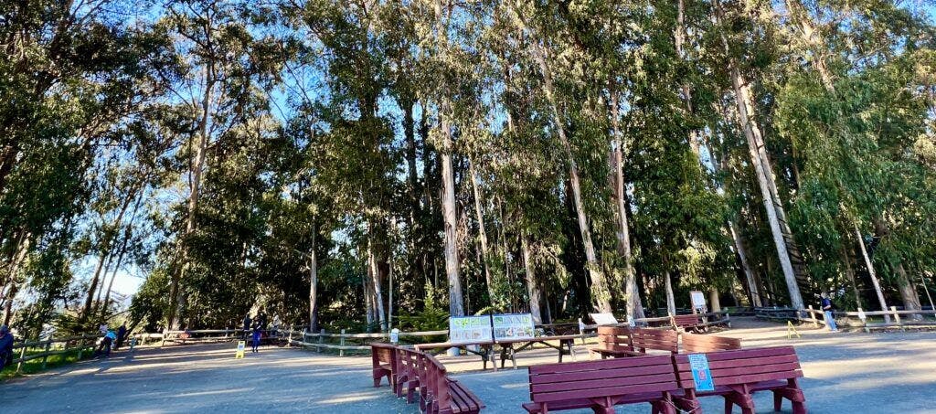 monarch-butterfly-grove-003