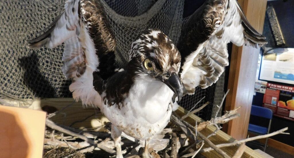 hatteras-island-ocean-center-003