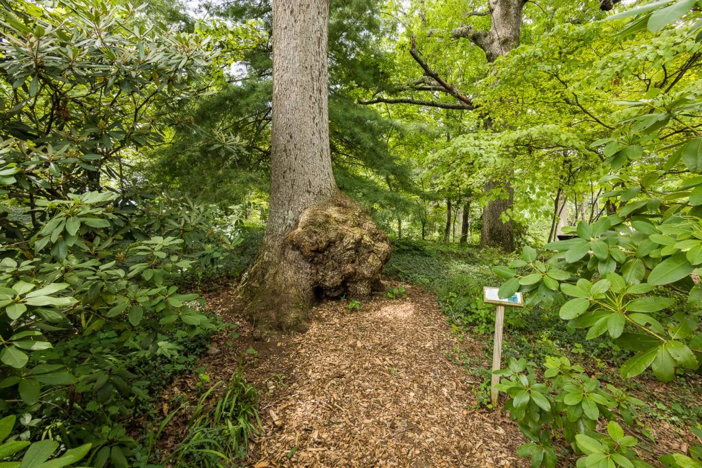 mill-mountain-wildflower-garden-018