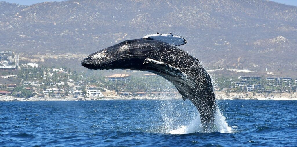 whale-watch-cabo-001