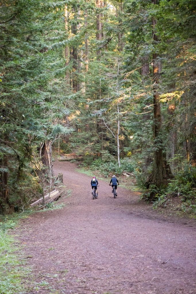 arcata-community-forest-015