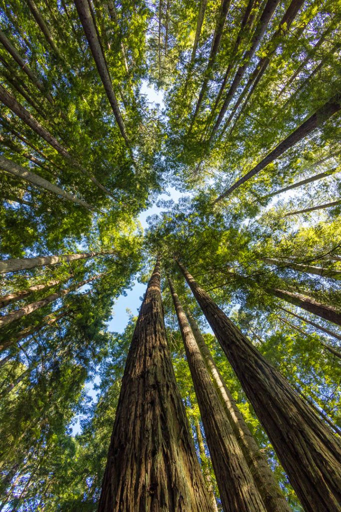 sequoia-park-garden-014