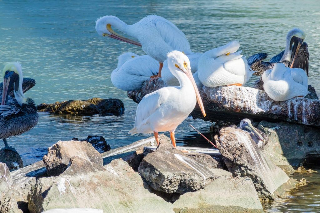 east-end-lagoon-nature-preserve-galveston-021